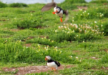 AMT Puffins