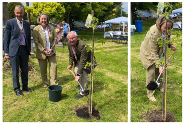 tree planting